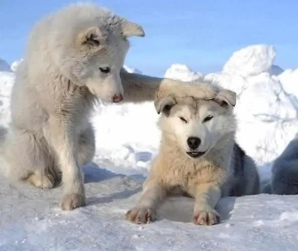 Apartamento Up El Grito De Tarzan *